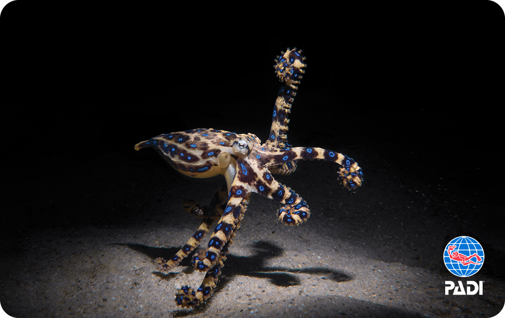 blue-ringed octopus walking on sandy bottom ecard image