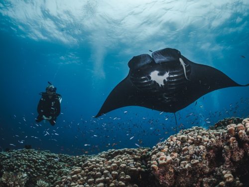 A diver swimming beside  a black manta over a coral reef