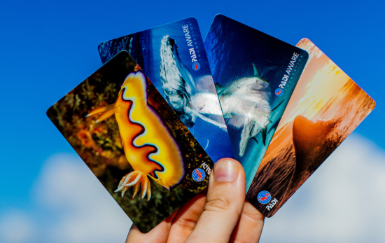 hand holding four colorful padi certification cards fanned out