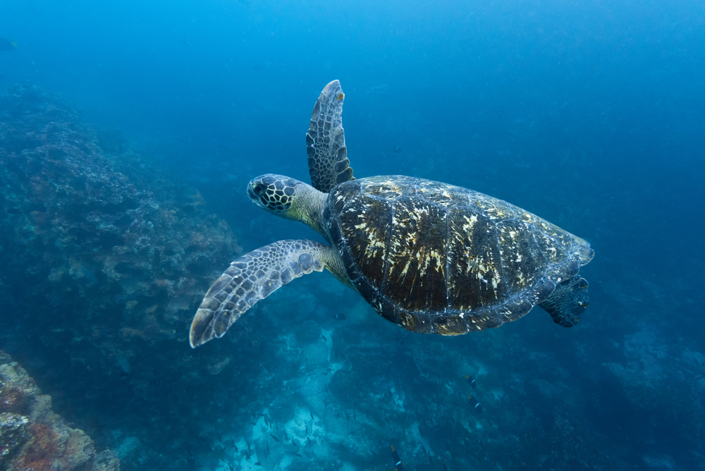 Top 12 Best Dive Sites in the Galapagos