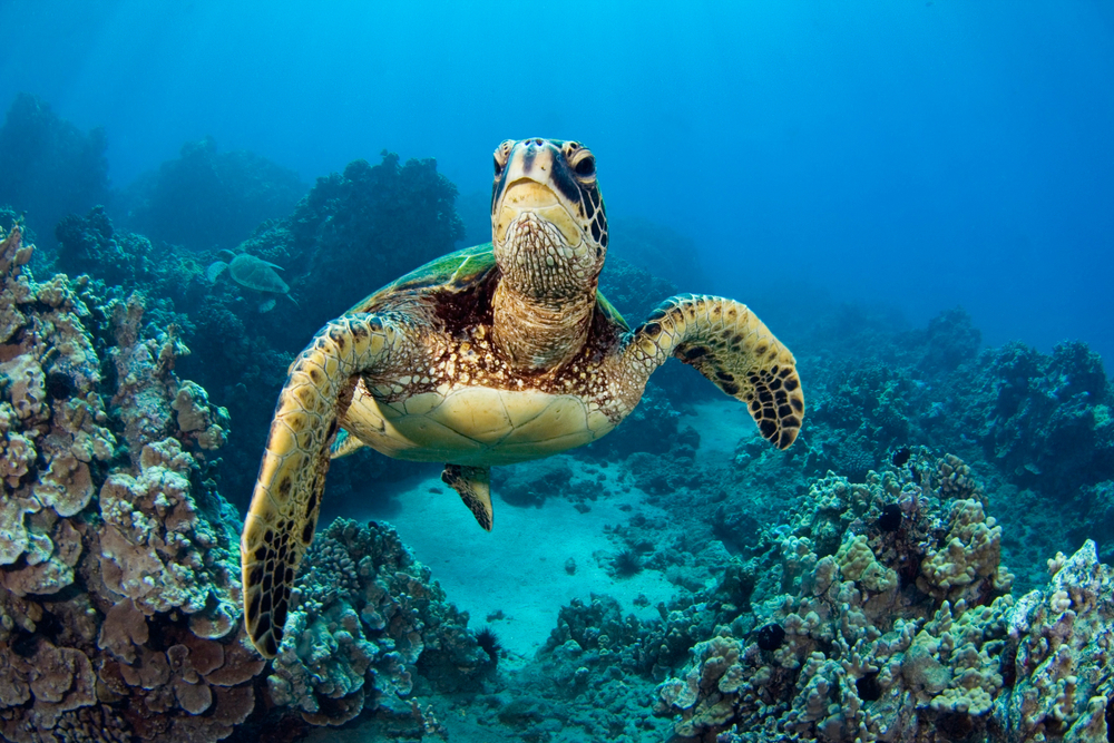 sea turtle on a reef bucket list marine animals