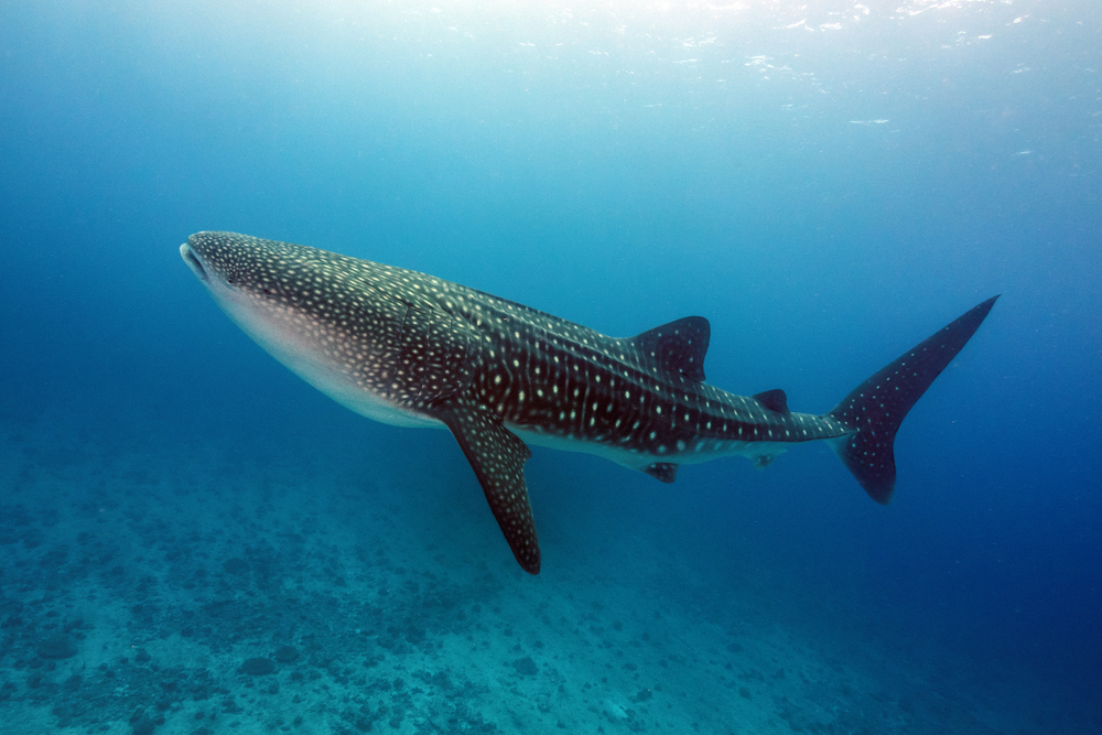 Underwater photo of a whale shark swimming.