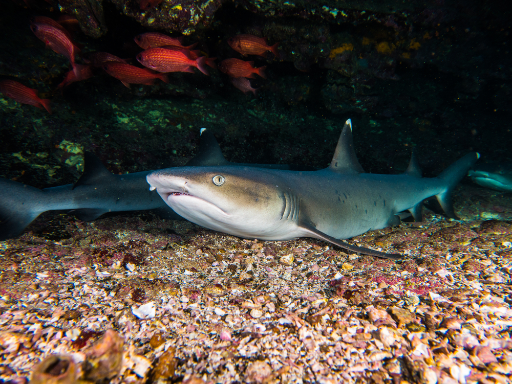 Whitetip reef shark resting on the seafloor.