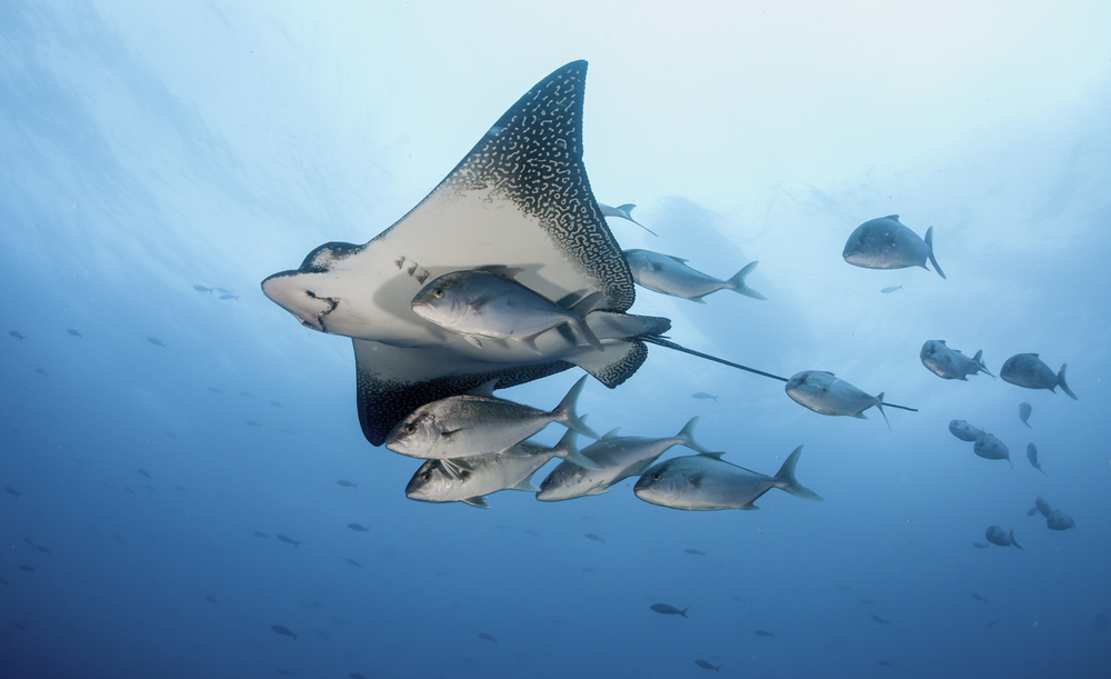 Underside shot of an eagle ray.