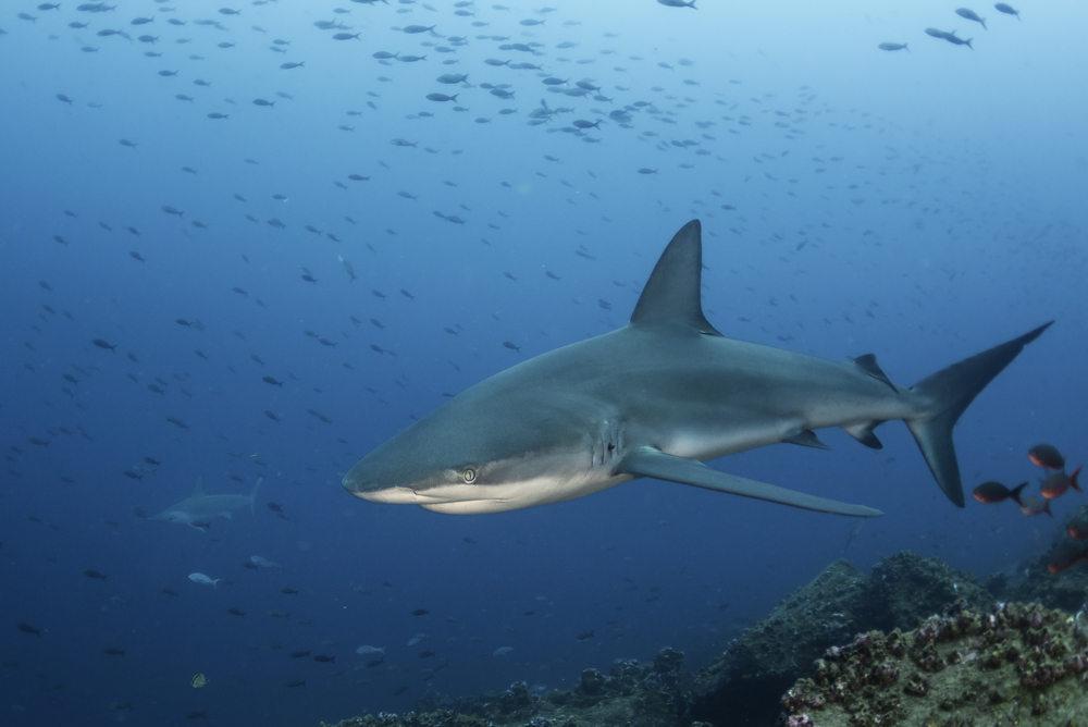 A Galapagos shark swims in the ocean at Malpelo Island in Columbia, which is one of the best places to dive with sharks