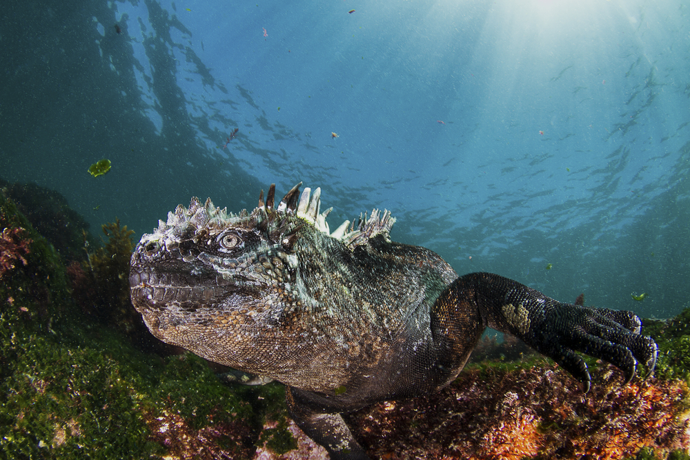Marine iguana looking for food underwater.