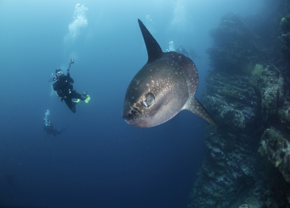 Divers spot a Mola mola and take a picture of it.