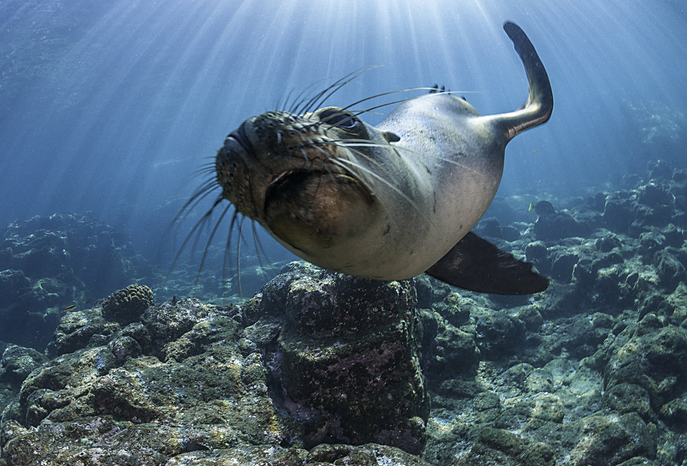 Curious sea lion in the Galapagos.