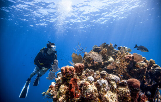 A scuba diver hovers near a rich coral head