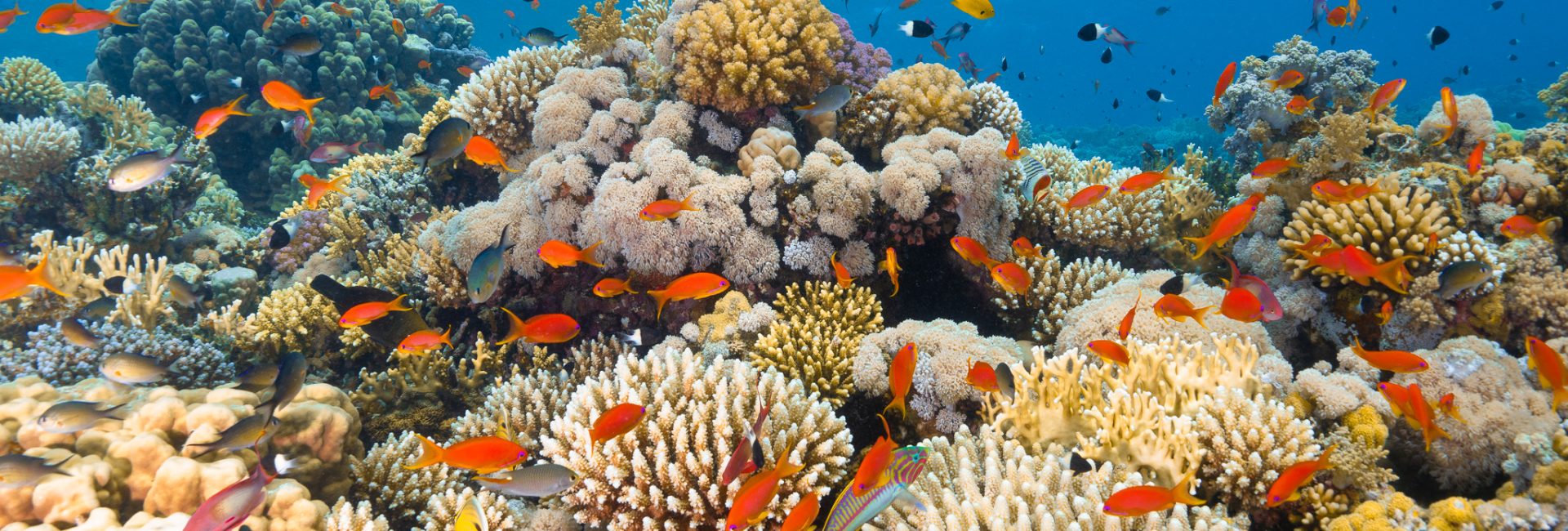 Get Your Green On When You Support PADI Adopt the Blue Operators
