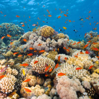 Red Sea @OceanRaysPhotography