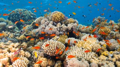 Red Sea @OceanRaysPhotography