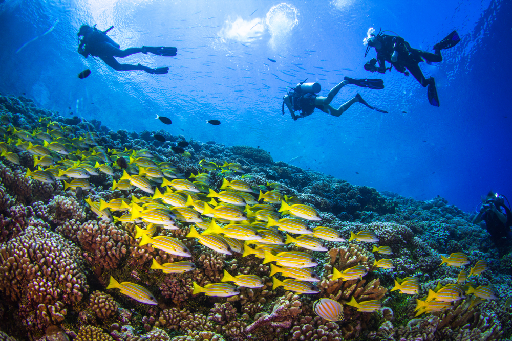 three divers explore a coral reef. A school of yellow fish swim by.