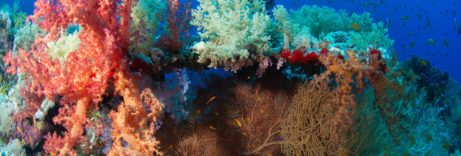 8 cursos de especialização em conservação que o preparam para ajudar a salvar o oceano