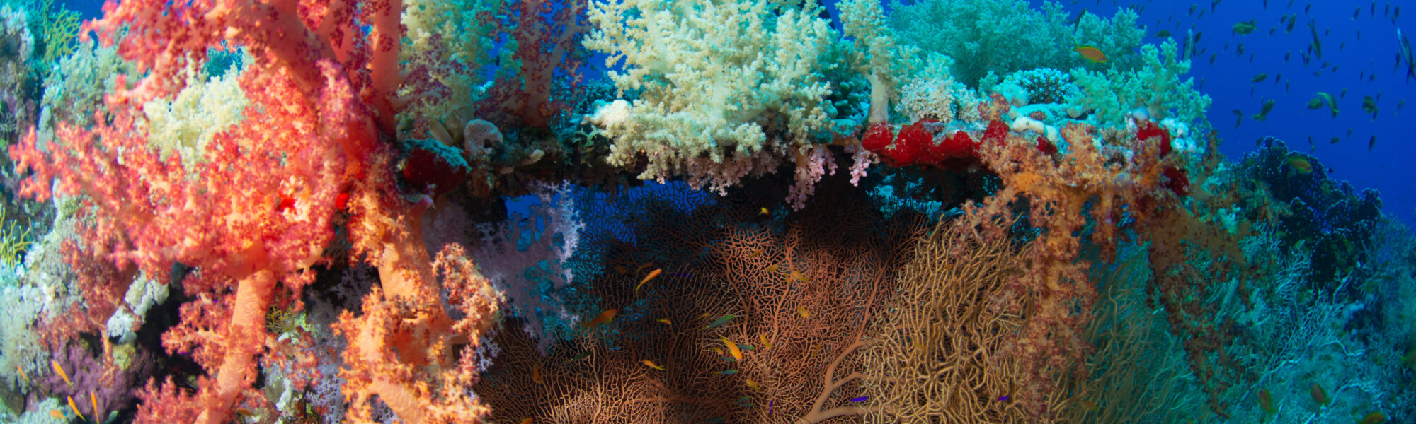 8 cursos de especialização em conservação que o preparam para ajudar a salvar o oceano