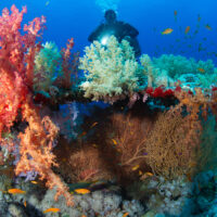 A scuba diver looks at a colorful reef covered in hard and soft coral
