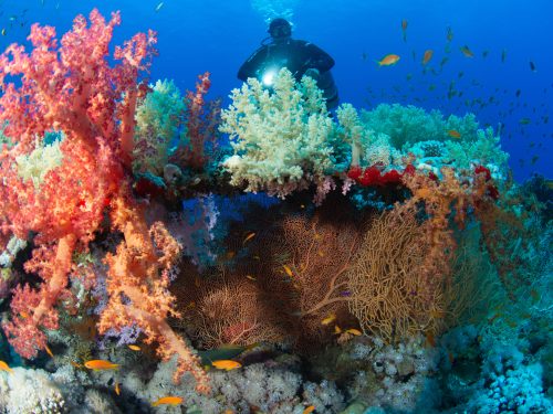 A scuba diver looks at a colorful reef covered in hard and soft coral