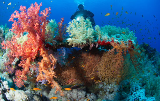 A scuba diver looks at a colorful reef covered in hard and soft coral