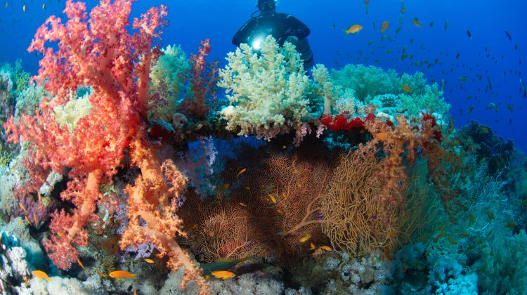 A scuba diver looks at a colorful reef covered in hard and soft coral