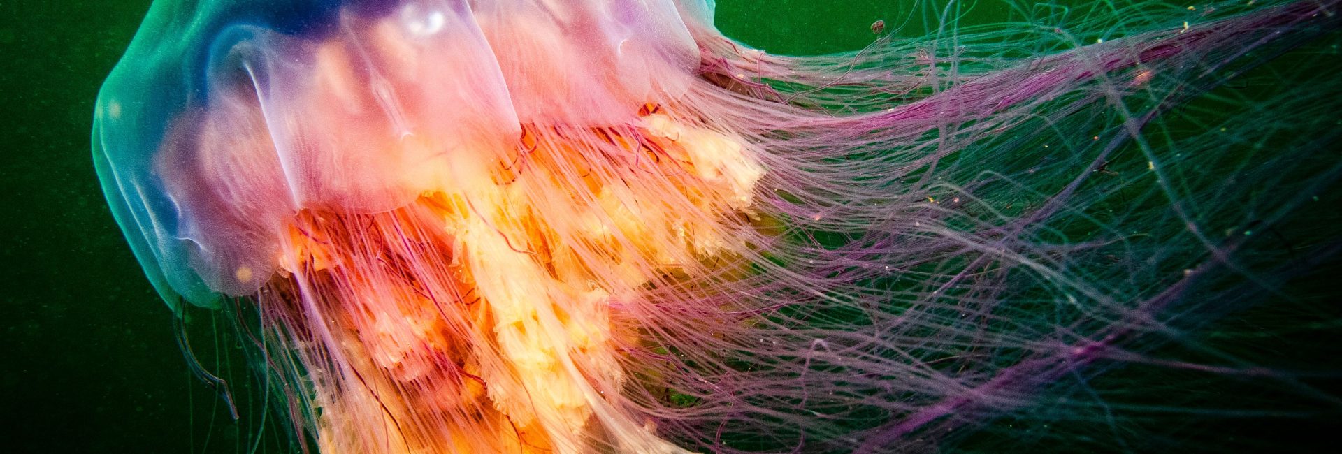 Portuguese Man of War, Moon Jellyfish & Lion’s Mane: The Stingers of the Ocean