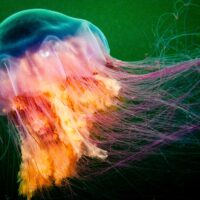 Lions Mane Jellyfish