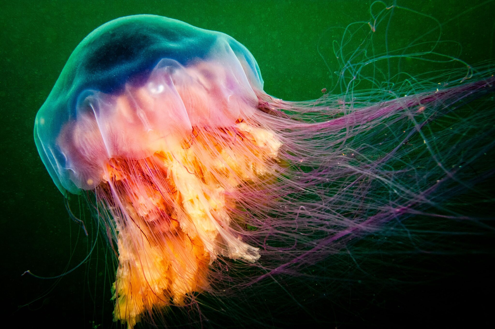 Цианея Дальневосточная медуза