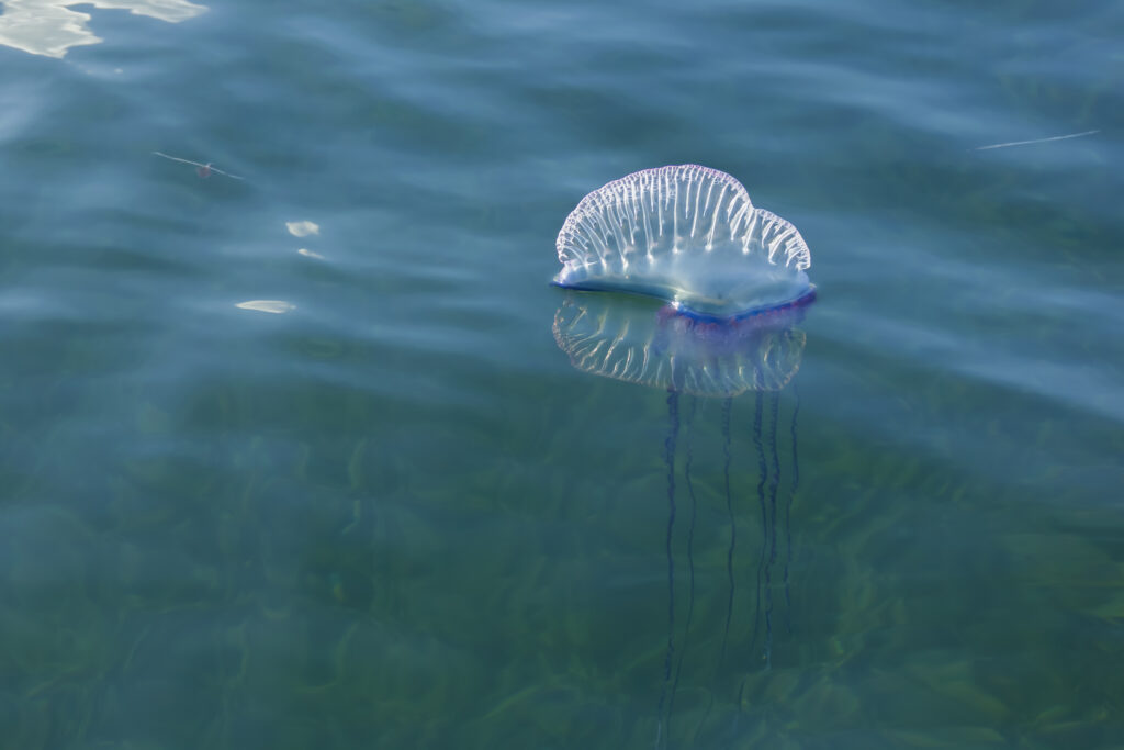 Portuguese Man Of War, toxic marine life