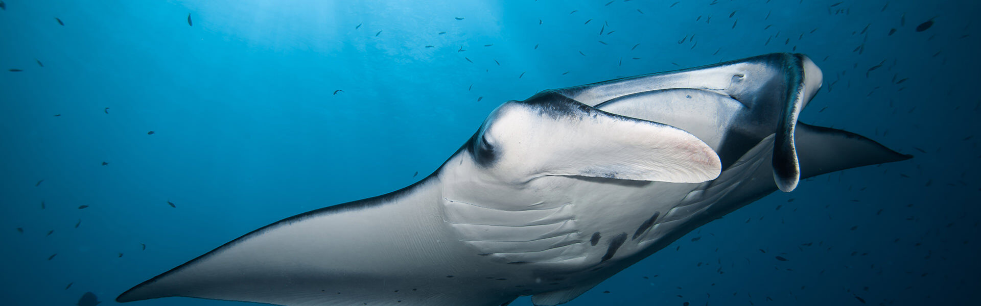 El mejor Buceo en México