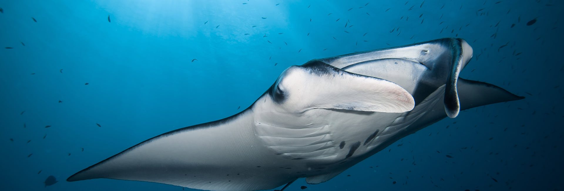 The Best Scuba Diving in Mexico