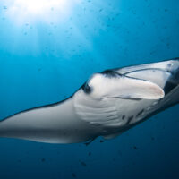 best scuba diving in mexico