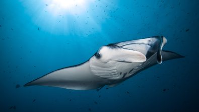 best scuba diving in mexico