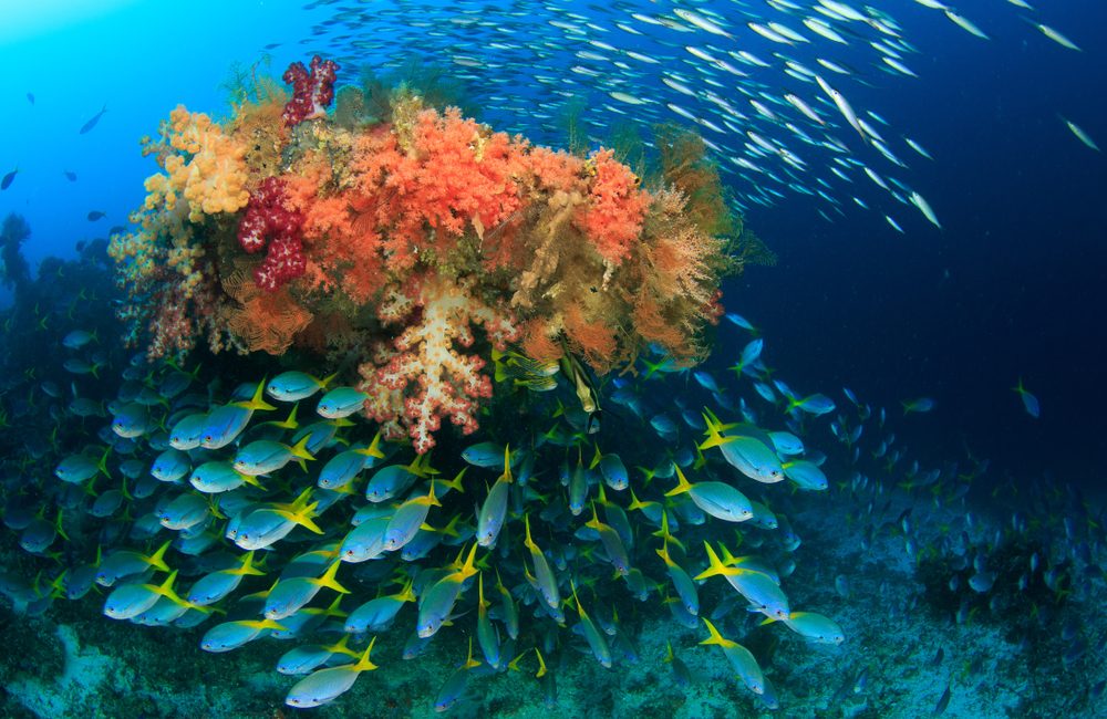 What is a Marine Protected Area?