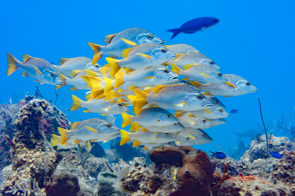 A school of colorful Schoolmaster Snapper on a coral reef in Turks and Caicos, which has some of the best diving in April