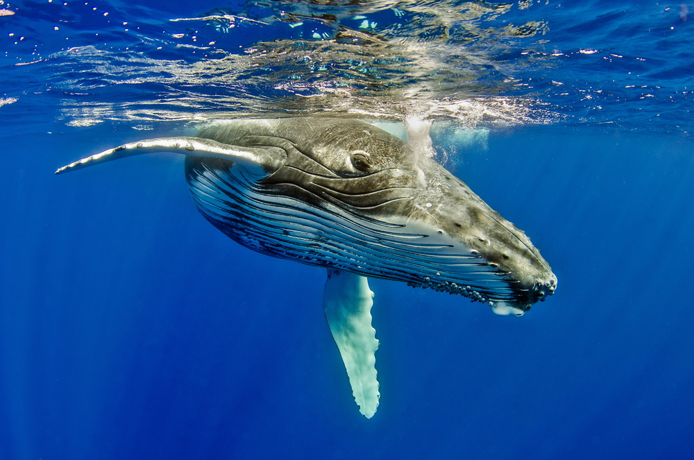 A humpback whale at Silver Bank, Dominican Republic, one of the best Caribbean destinations in March for cetacean sightings