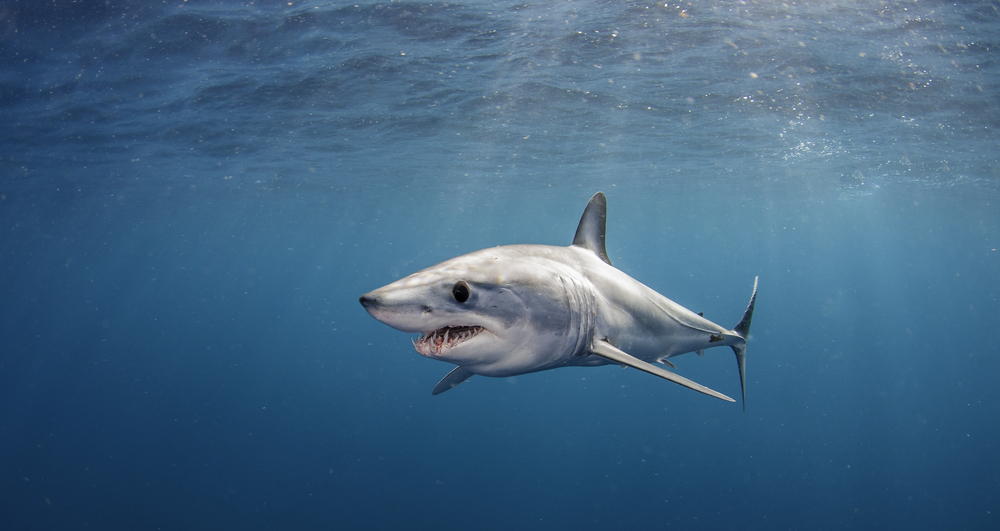 A mako shark swims close to an underwater photographer