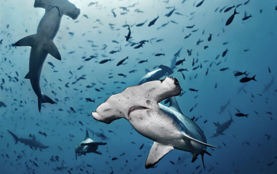 Two hammerhead sharks swim towards the camera, with small fish all around.