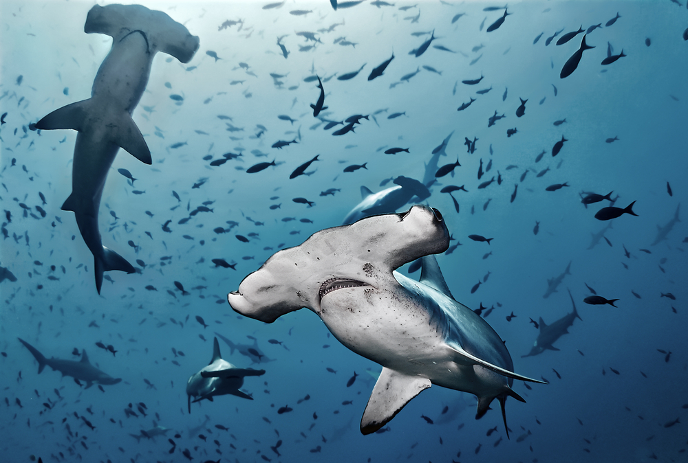 Hammerhead sharks swim below fish