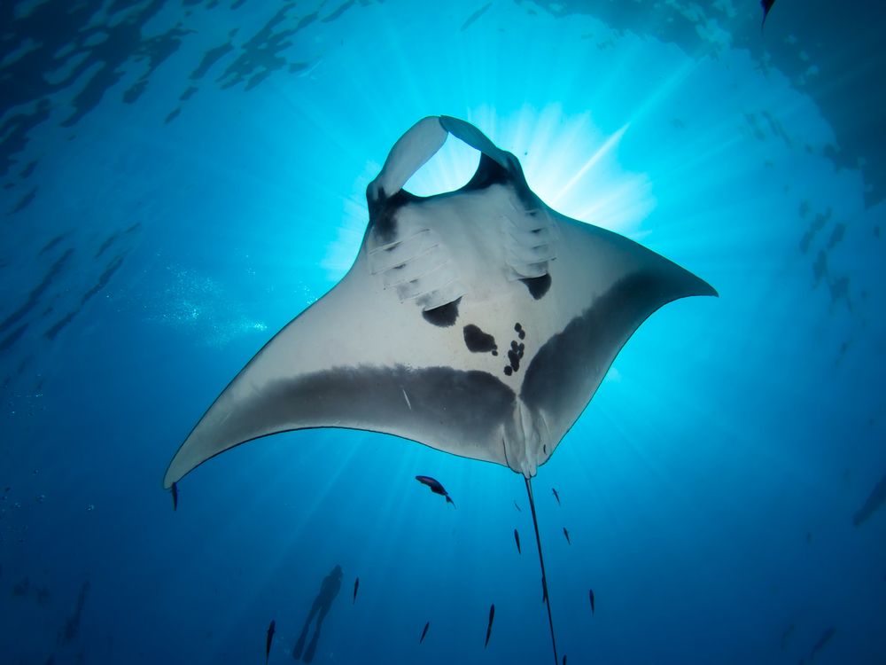 A manta ray below the ocean's surface and one reason why Ningaloo Reef is one of the best April destinations for scuba diving