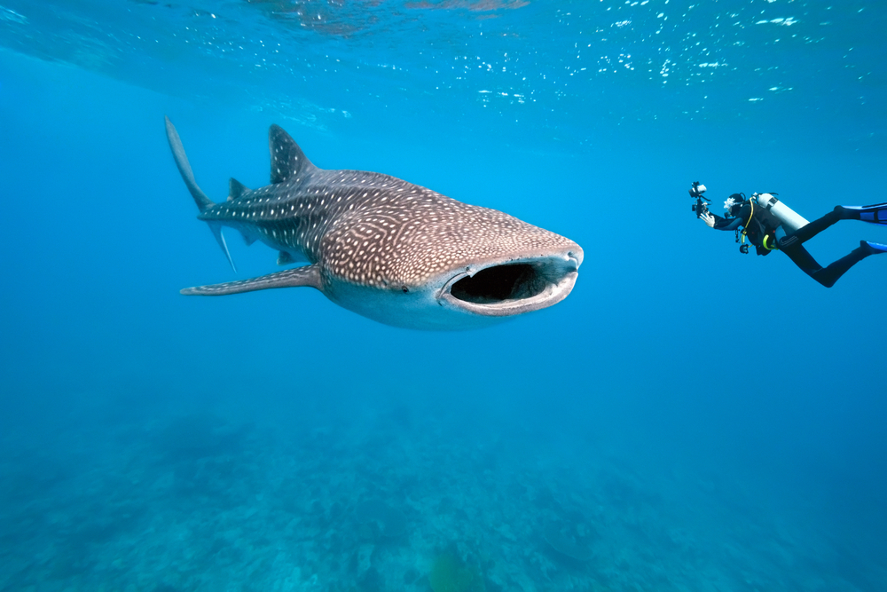 A diver swims next to a whale shark