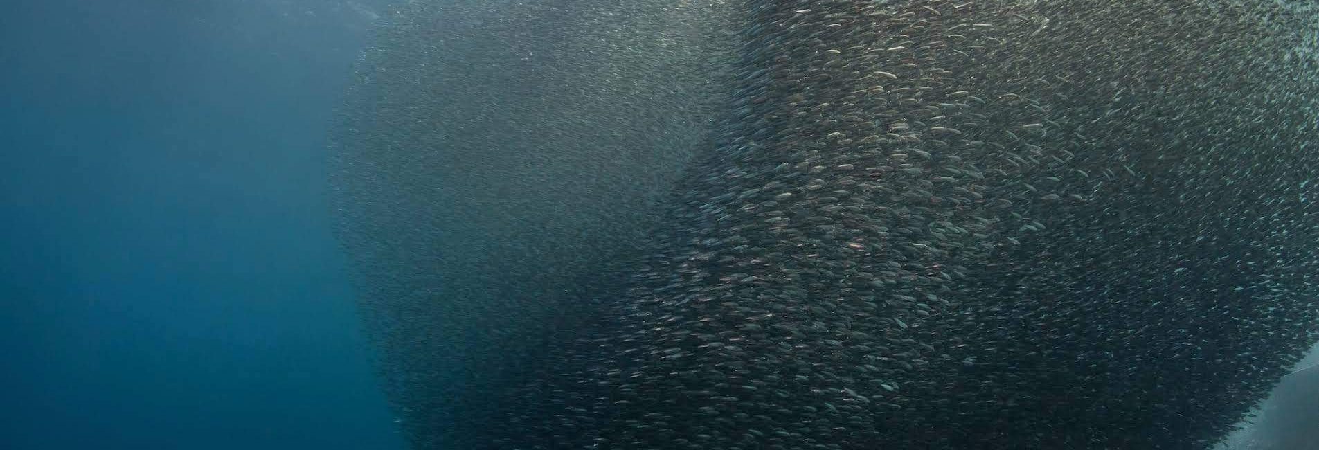 South Africa’s Sardine Run