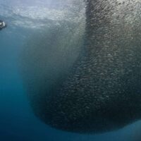 Scuba diver approaching a giant sardine bait ball in South Africa's Sardine Run