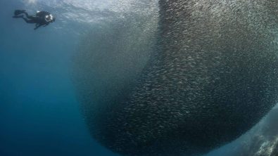 Scuba diver approaching a giant sardine bait ball in South Africa's Sardine Run
