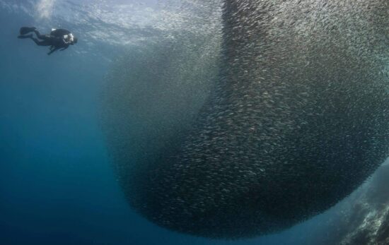 Scuba diver approaching a giant sardine bait ball in South Africa's Sardine Run