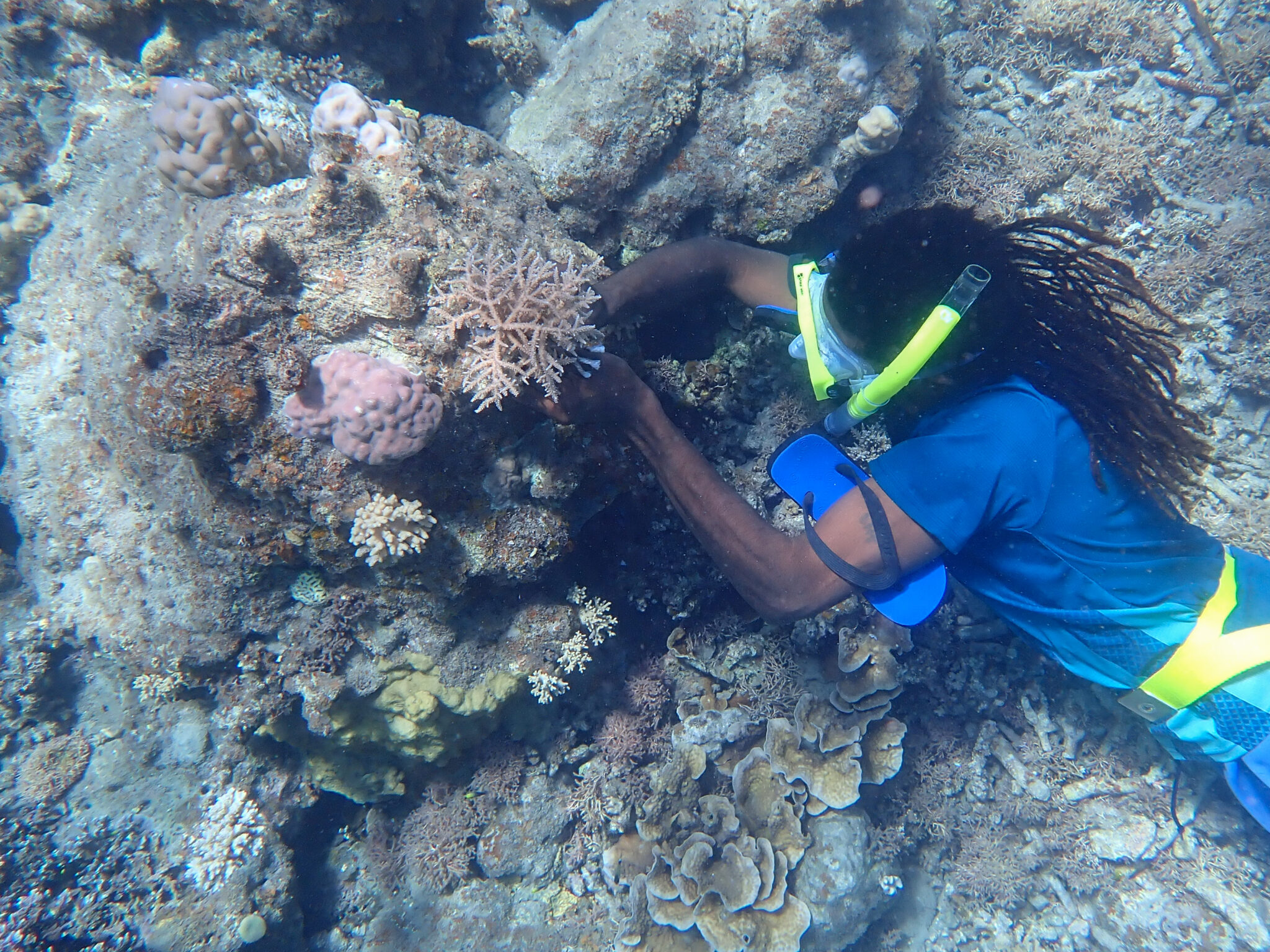 A freediver attaches coral to a rock as part of coral restoration efforts