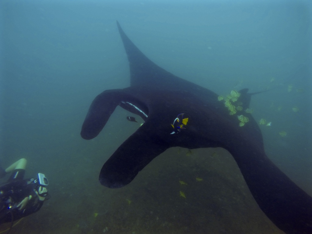 A cameraman photo IDs a manta ray as it swims past