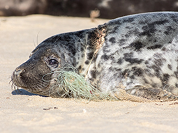 A seal lies wounded with fishing net tied around its neck.