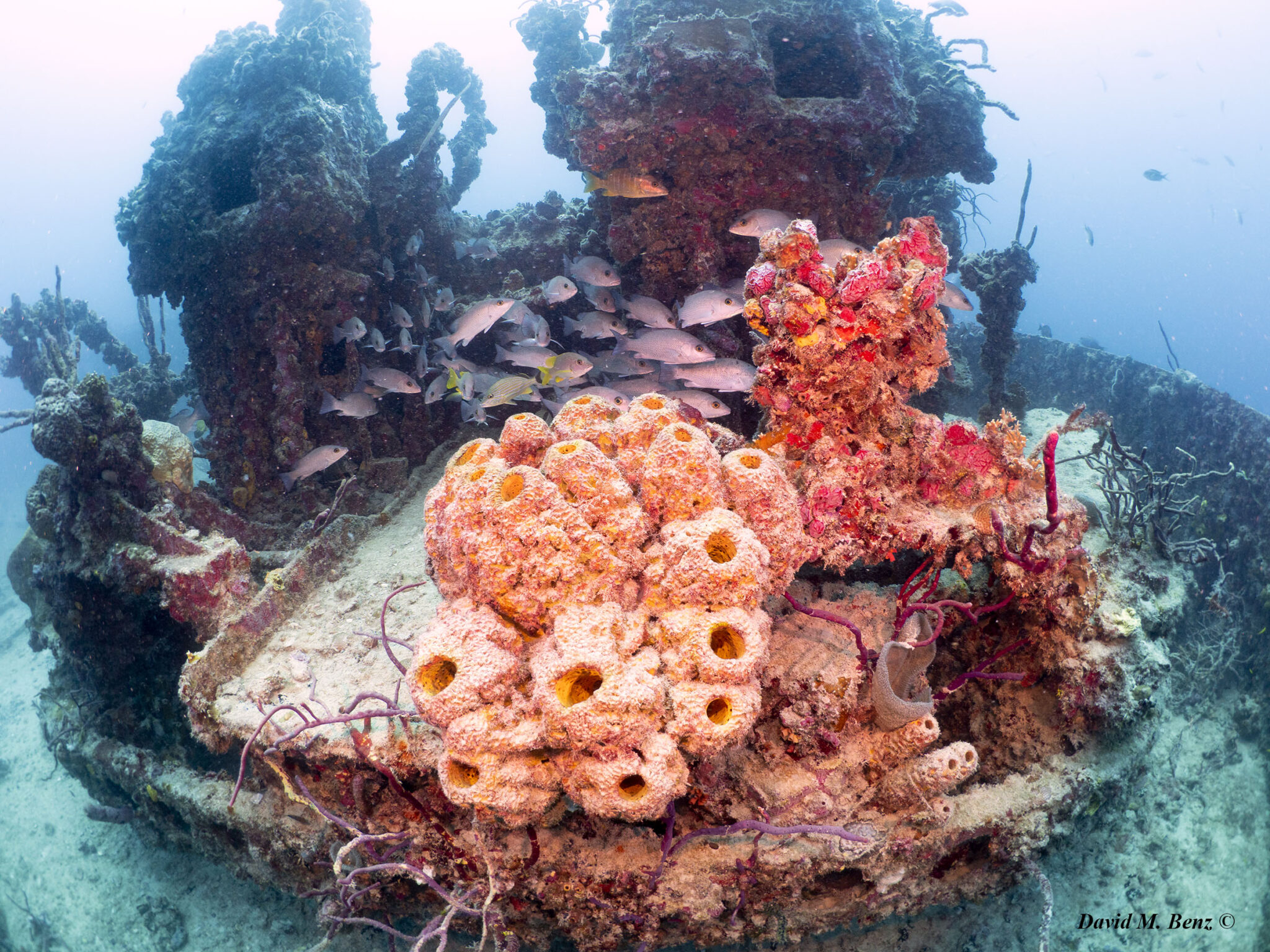 PADI Club Florida Keys Dive Trip Highlights and Testimonials