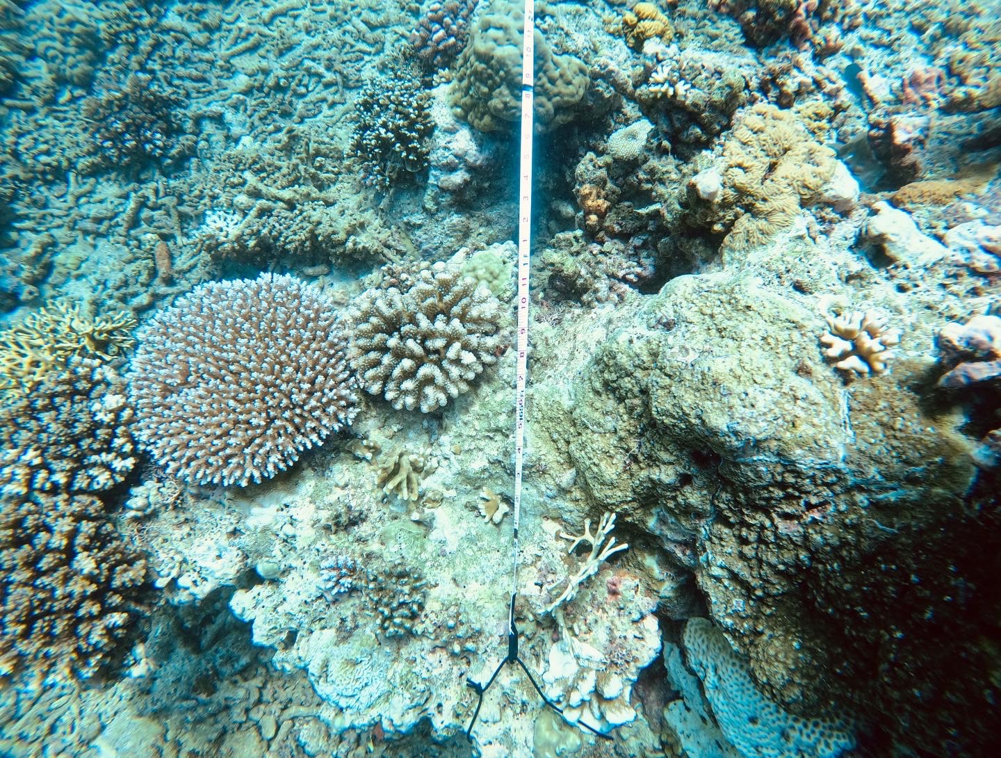 A measuring stick sits on a coral reef