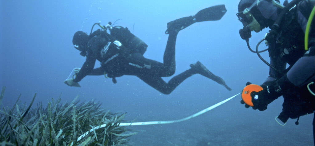 A diver holds a transect tape across a seagrass meadow as another takes notes underwater