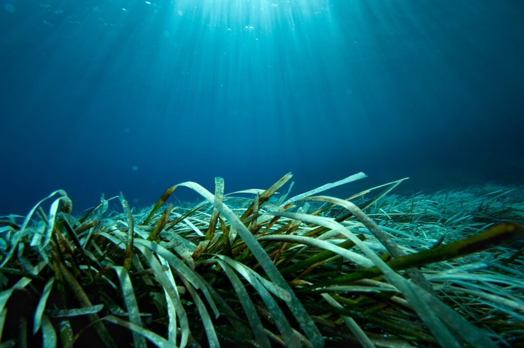 Seagrass flows in the current.